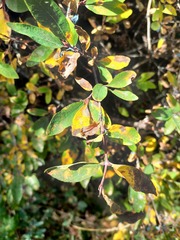 Lonicera stenantha