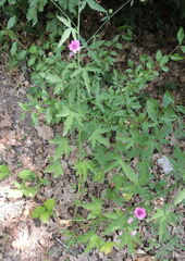 Althaea cannabina
