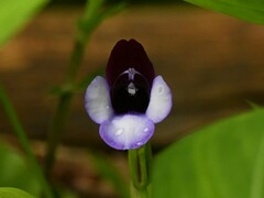 Torenia