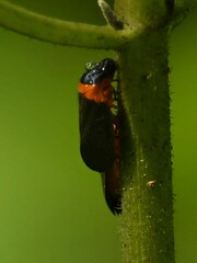 Phymatostetha deschampsi