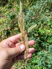 Calamagrostis epigejos