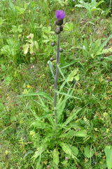 Cirsium heterophyllum