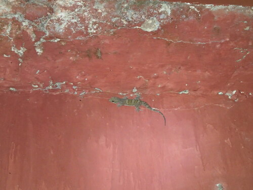 Kanger valley rock gecko, Hemidactylus kangerensis