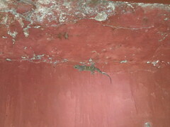 Hemidactylus kangerensis