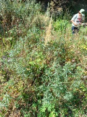 Calamagrostis epigejos