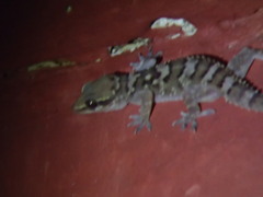 Hemidactylus kangerensis