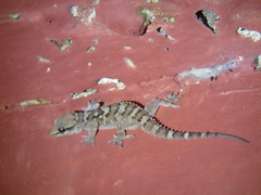 Hemidactylus kangerensis