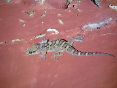 Hemidactylus kangerensis