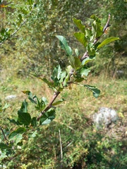 Malus sieversii