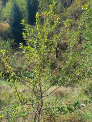 Malus sieversii