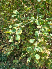 Berberis sphaerocarpa