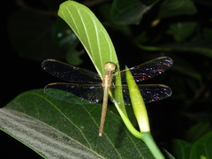 Neurothemis intermedia