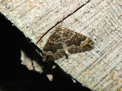 Lampropteryx suffumata