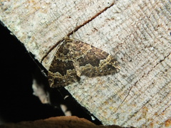 Lampropteryx suffumata