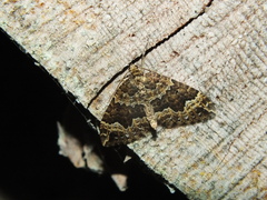 Lampropteryx suffumata