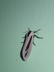 Creatonotos gangis-interrupta agg