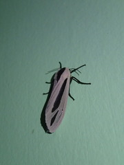 Creatonotos gangis-interrupta agg