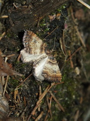 Earophila badiata