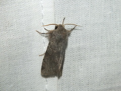 Orthosia incerta