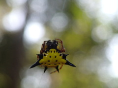 Macracantha hasselti