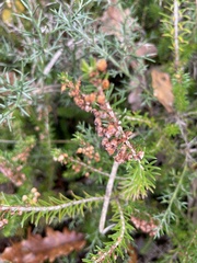 Erica vagans