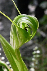 Pterostylis oliveri