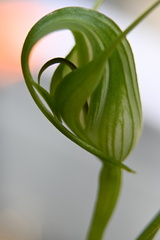 Pterostylis oliveri