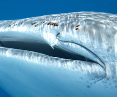 Pandarus rhincodonicus