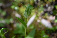 Pterostylis oliveri