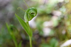 Pterostylis oliveri