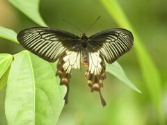 Pachliopta pandiyana