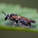Dusky-winged Forest-Nomia Bee - Photo (c) Sebastian Ow, some rights reserved (CC BY-NC), uploaded by Sebastian Ow