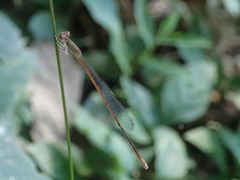 Aciagrion pallidum