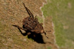 Nechyrus incomptus