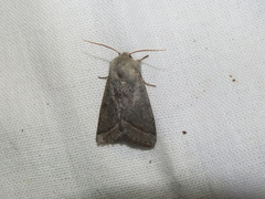 Orthosia opima