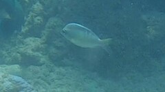 Scolopsis margaritifera