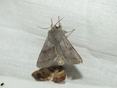 Orthosia opima