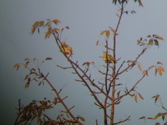 Treron phoenicopterus
