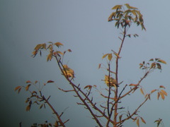 Treron phoenicopterus