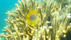 Chaetodon aureofasciatus