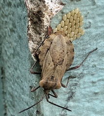 Spartocera