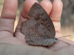 Arhopala amantes