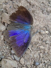 Arhopala amantes
