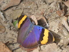 Euphaedra neophron