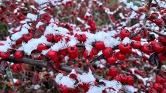 Cotoneaster horizontalis