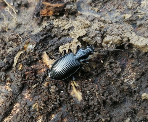 utekáčik pobrežný (Limodromus assimilis)