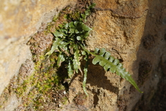 Asplenium pinnatifidum