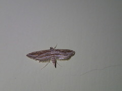 Parapoynx fluctuosalis