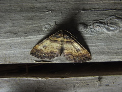 Earophila badiata