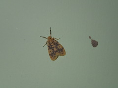 Miltochrista obsoleta